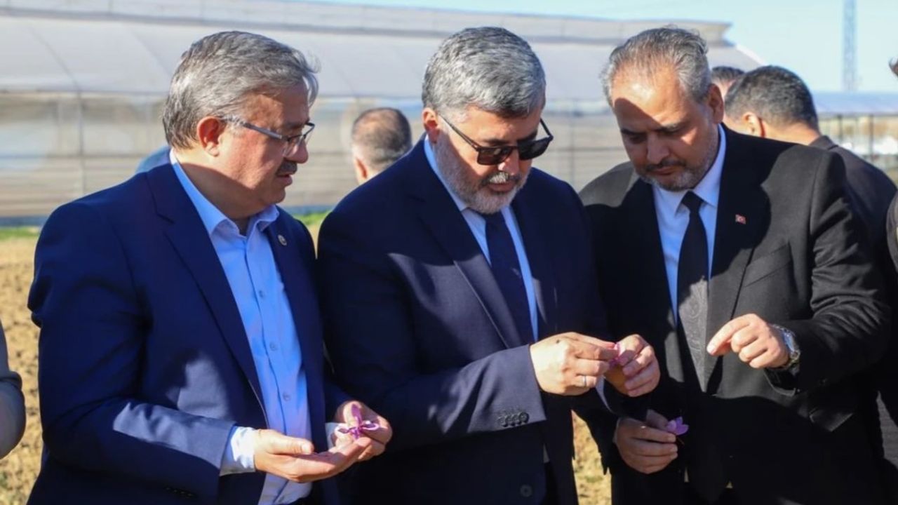 AFSÜ'de Safran Hasadı