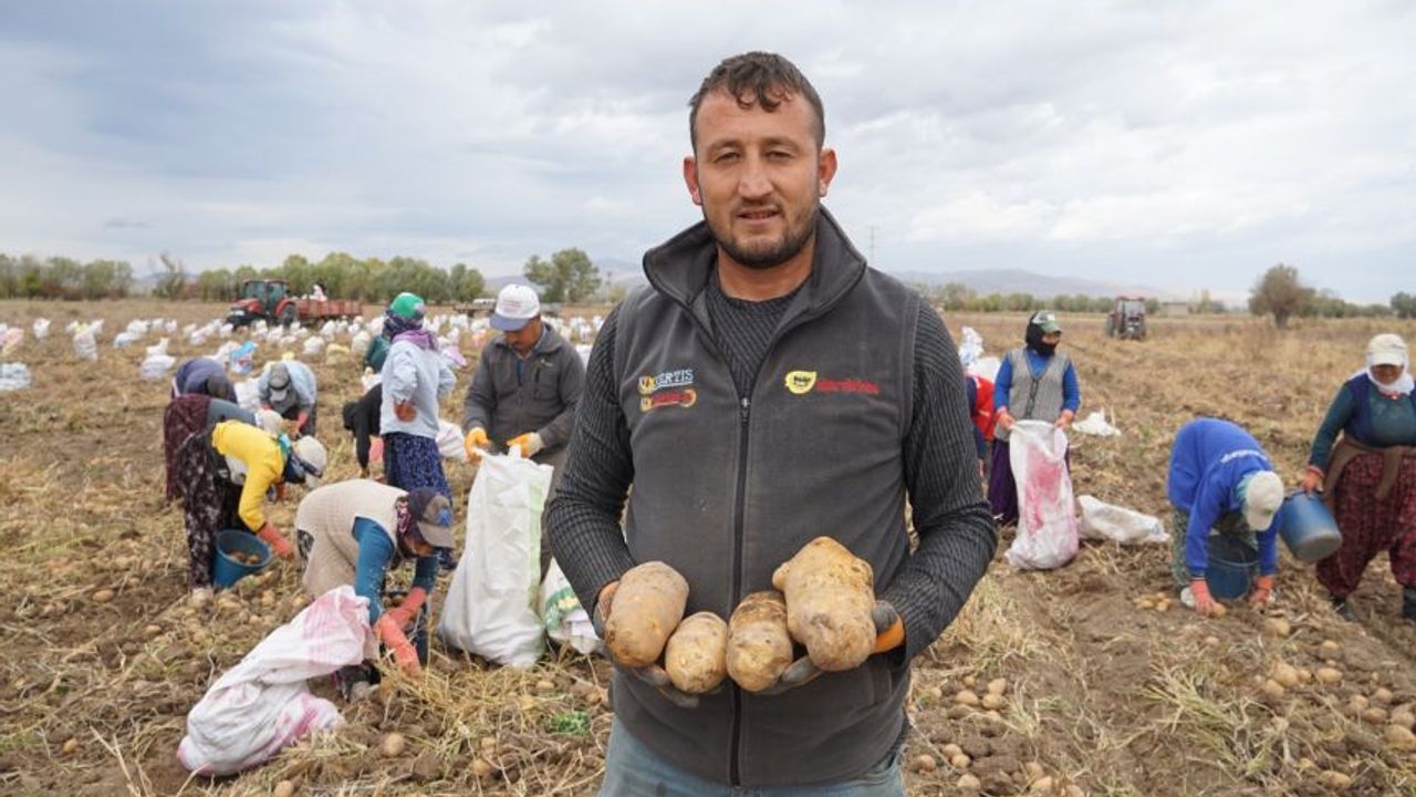 ŞUHUT’TA PATATES HASADINDA SON GÜNLER
