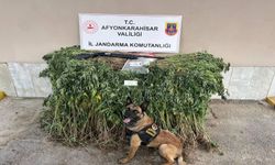 JANDARMA KENEVİR VE UYUŞTURUCU MADDE ELE GEÇİRDİ