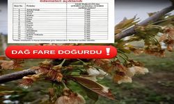 Milletvekili Olgun, “Dağ Fare Doğurdu!”
