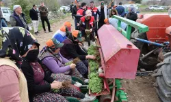 Dinar Gençali Köyünde hibe destekli Kekik Projesi