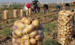 Kışlık Patateste Umutlar Yüksek: Tarlada 40 TL Görülebilir
