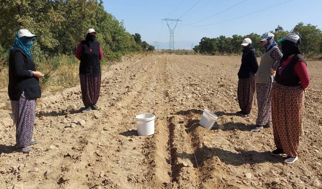 AFSÜ’NÜN SAFRAN SOĞANLARI TOPRAK İLE BULUŞTU