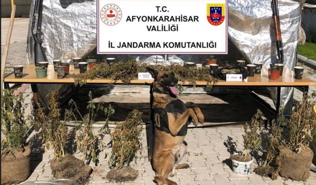JANDARMA’DAN DİNAR’DA UYUŞTURUCU OPERASYONU