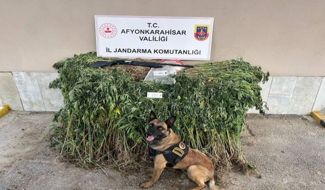 JANDARMA KENEVİR VE UYUŞTURUCU MADDE ELE GEÇİRDİ