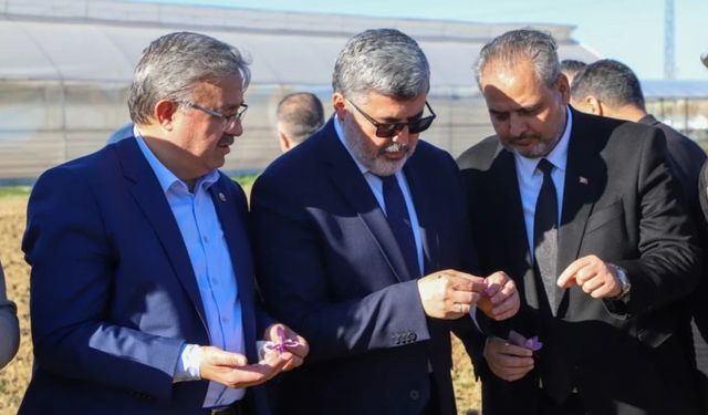 AFSÜ'de Safran Hasadı