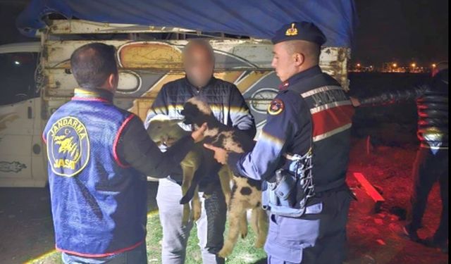 Sandıklı’da Hayvan Hırsızlığından Yakalanan 4 Şahıs Tutuklandı