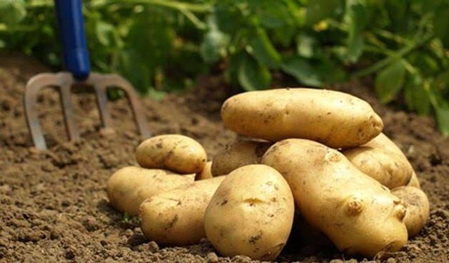 Patates Üreticisinin Yüzü Bu Yıl Gülecek mi? Fiyatlar 25-30 TL Bandında