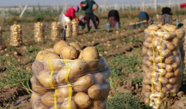 Kışlık Patateste Umutlar Yüksek: Tarlada 40 TL Görülebilir