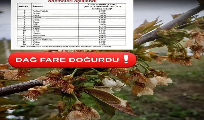 Milletvekili Olgun, “Dağ Fare Doğurdu!”