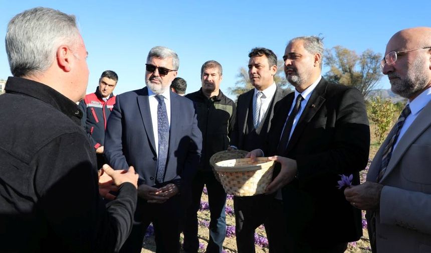 Araştırmalarda Kullanılacak Safranların Hasadı Yapıldı