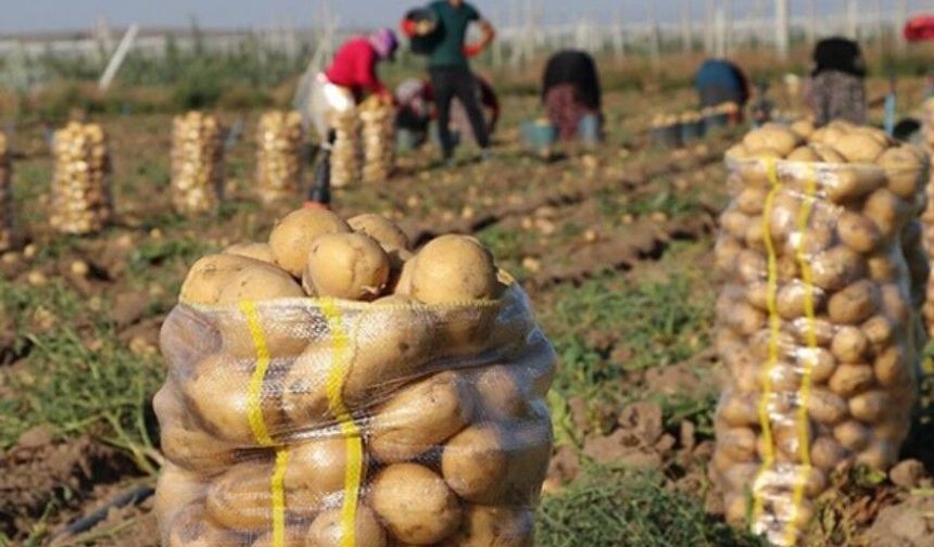 Kışlık Patateste Umutlar Yüksek: Tarlada 40 TL Görülebilir